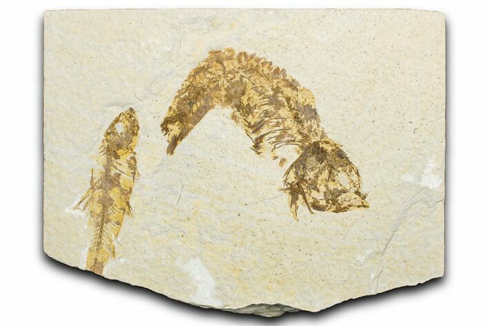 Plate of Two Fossil Fish (Knightia) - Wyoming #346035